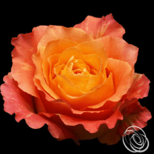 Stallion Concrete Color - Roses – Orange & Coral