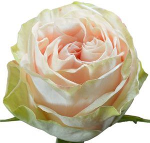 Stallion Concrete Color - Roses – Garden & Garden Like