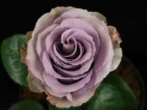 Stallion Concrete Color - Roses – Purple & Lavender