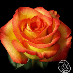 Stallion Concrete Color - Roses – Orange & Coral
