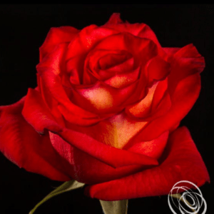 Stallion Concrete Color - Roses – Orange & Coral