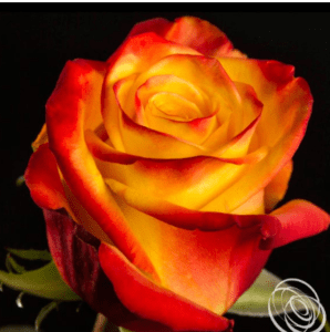 Stallion Concrete Color - Roses – Orange & Coral