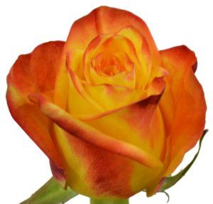 Stallion Concrete Color - Roses – Bi Colour