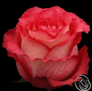Stallion Concrete Color - Roses – Pink Hot