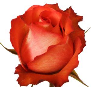 Stallion Concrete Color - Roses – Orange & Coral