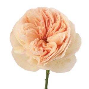 Stallion Concrete Color - Roses – Garden & Garden Like