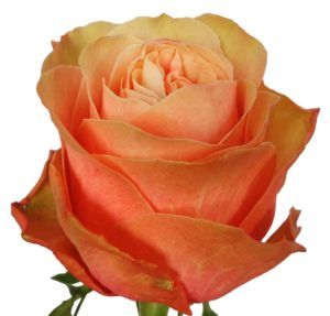Stallion Concrete Color - Roses – Peach