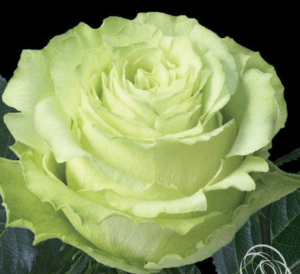 Stallion Concrete Color - Roses – Garden & Garden Like