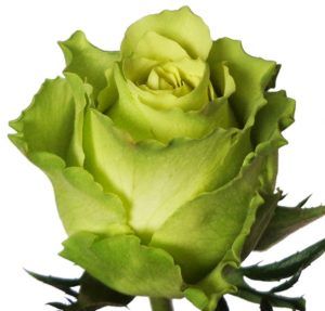 Stallion Concrete Color - Roses – Green
