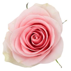 Stallion Concrete Color - Roses – Pink, Light Pink & Blush