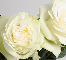 Stallion Concrete Color - Roses – Garden & Garden Like