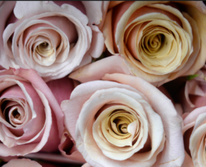 Stallion Concrete Color - Roses – Pink, Light Pink & Blush