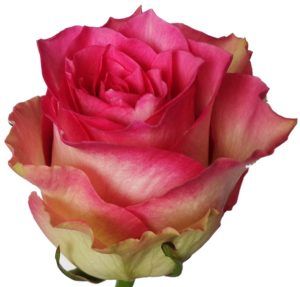 Stallion Concrete Color - Roses – Pink Hot