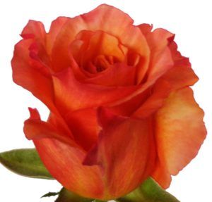 Stallion Concrete Color - Roses – Bi Colour