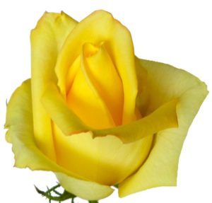 Stallion Concrete Color - Roses – Yellow