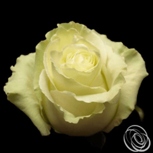 Stallion Concrete Color - Roses – Cream & White