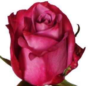 Stallion Concrete Color - Roses – Purple & Lavender