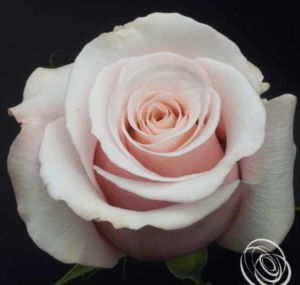 Stallion Concrete Color - Roses – Sandy Tones