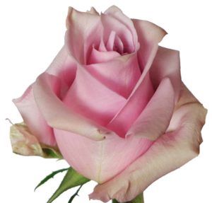 Stallion Concrete Color - Roses – Purple & Lavender