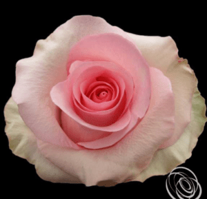 Stallion Concrete Color - Roses – Pink, Light Pink & Blush