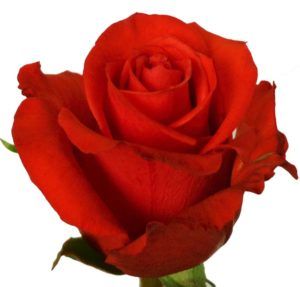 Stallion Concrete Color - Roses – Orange & Coral