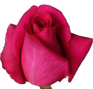 Stallion Concrete Color - Roses – Pink Hot