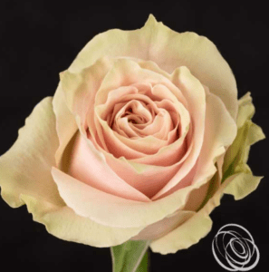 Stallion Concrete Color - Roses – Garden & Garden Like