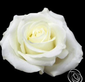 Stallion Concrete Color - Roses – Cream & White