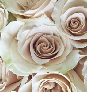 Stallion Concrete Color - Roses – Sandy Tone