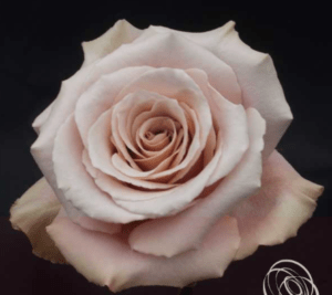 Stallion Concrete Color - Roses – Sandy Tones