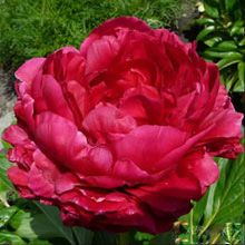 Stallion Concrete Color - Peony