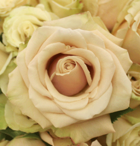 Stallion Concrete Color - Roses – Sandy Tone