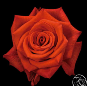 Stallion Concrete Color - Roses – Orange & Coral
