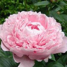 Stallion Concrete Color - Peony