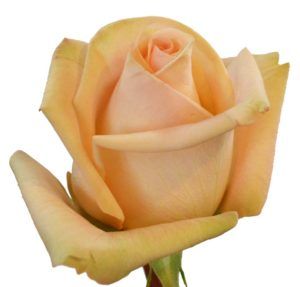 Stallion Concrete Color - Roses – Peach