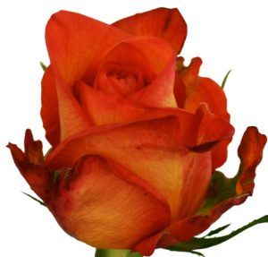 Stallion Concrete Color - Roses – Bi Colour