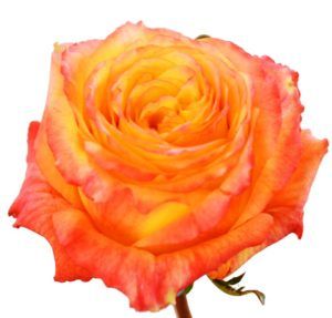 Stallion Concrete Color - Roses – Garden & Garden Like