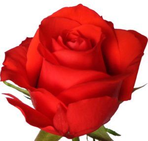 Stallion Concrete Color - Roses – Orange & Coral