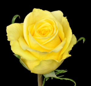Stallion Concrete Color - Roses – Yellow