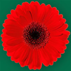 Stallion Concrete Color - Gerbera – Mini