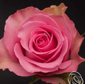 Stallion Concrete Color - Roses – Pink Hot