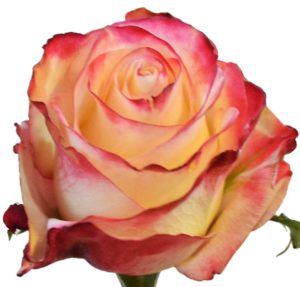 Stallion Concrete Color - Roses – Bi Colour