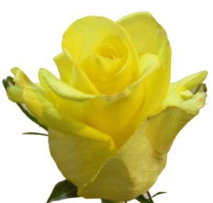 Stallion Concrete Color - Roses – Yellow
