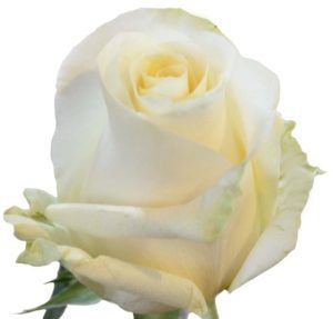 Stallion Concrete Color - Roses – Cream & White