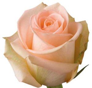 Stallion Concrete Color - Roses – Peach