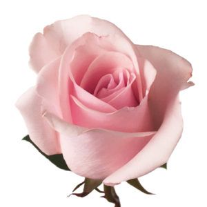 Stallion Concrete Color - Roses – Pink, Light Pink & Blush
