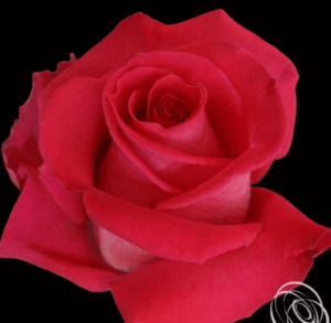 Stallion Concrete Color - Roses – Pink Hot