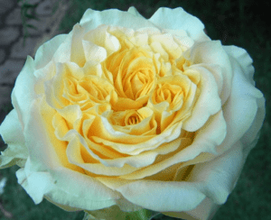Stallion Concrete Color - Roses – Yellow