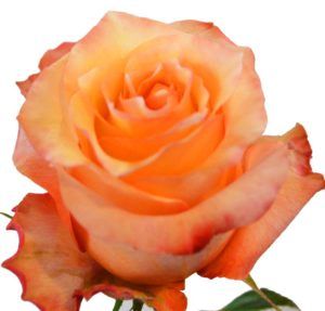 Stallion Concrete Color - Roses – Peach