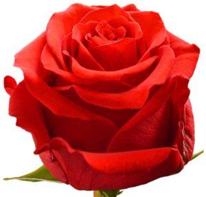 Stallion Concrete Color - Roses – Orange & Coral